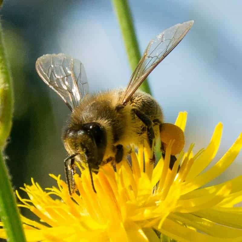 Choosing the Best Types  of Honey  Bees Carolina Honeybees