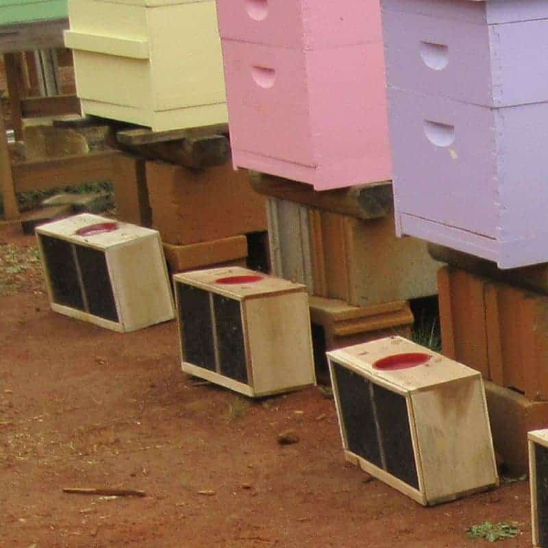 How to Buy Honey Bees Successfully Carolina Honeybees