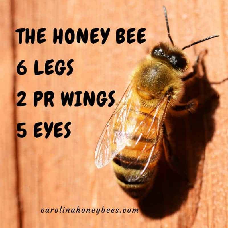 Honey Bee Facts & More Carolina Honeybees