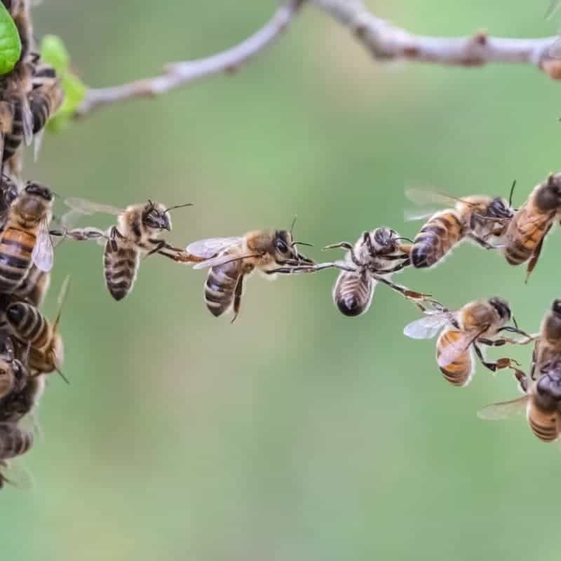 How to Get Honey Bees to Build Comb Carolina Honeybees