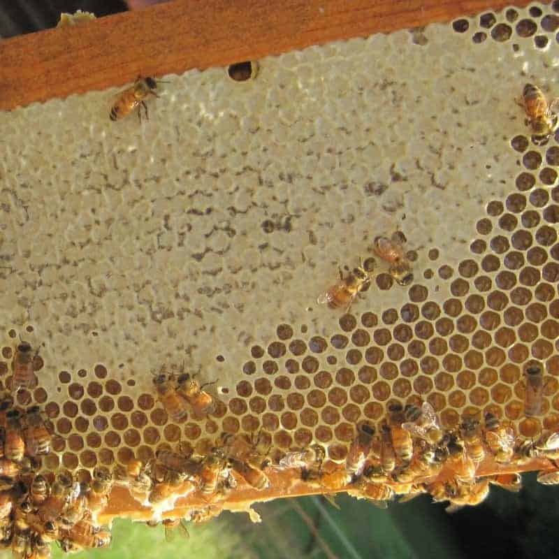 Easiest Way to Process Beeswax Cappings Carolina Honeybees