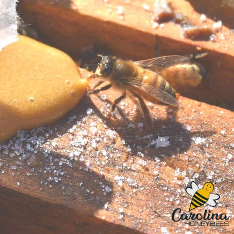 Using Pollen Patties to Promote Strong Beehives Carolina Honeybees