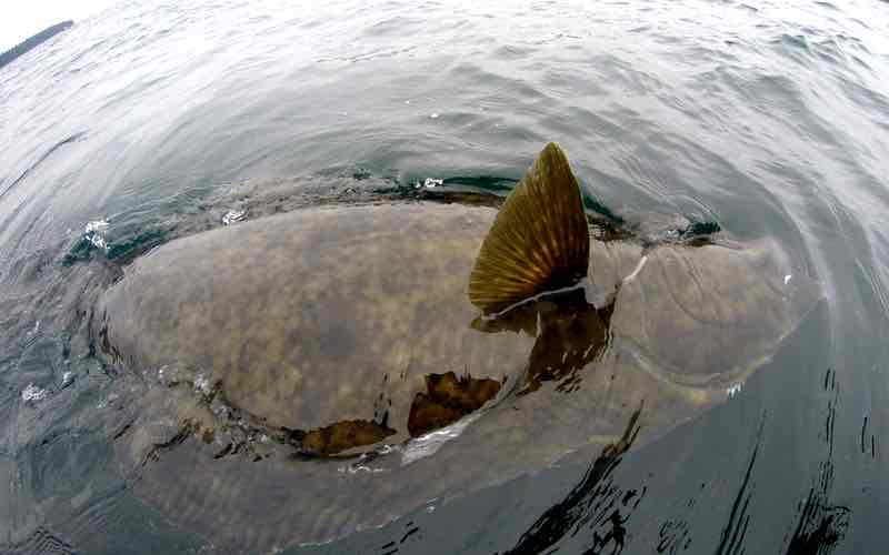 Halibut Fishing in BC Info on British Columbia Halibut Fishing Trips