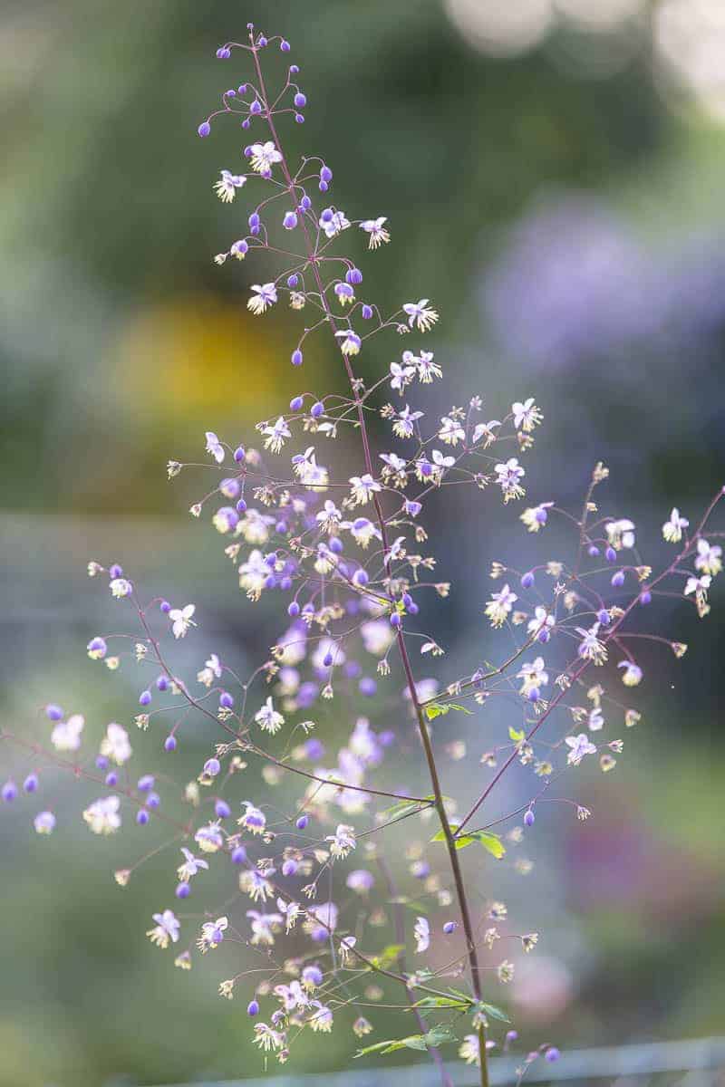 Wiesenraute
