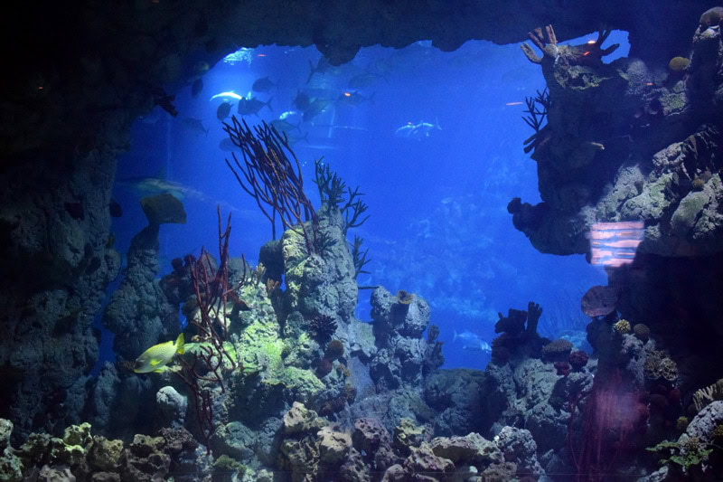 The Deep Hull | Things to do in Hull
