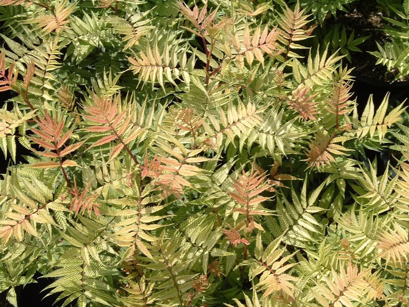 Sem False Spirea • Kiwi Nurseries Ltd