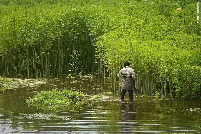 Jute field in Bangladesh (©photocoen)