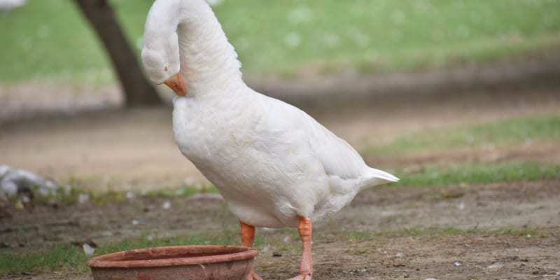 nuôi vịt