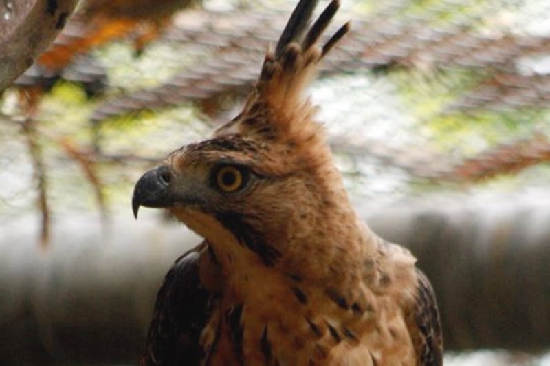 Elang jawa identik dengan burung garuda.