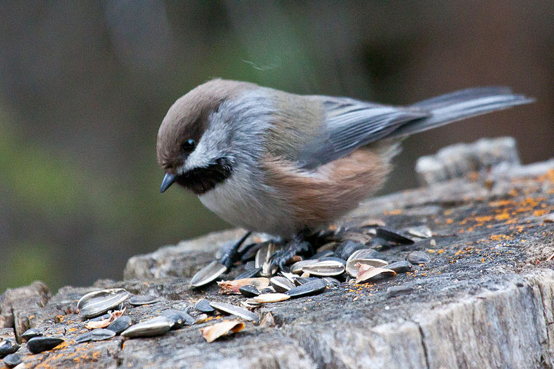 Boreal Chickadee | Poecile hudsonicus