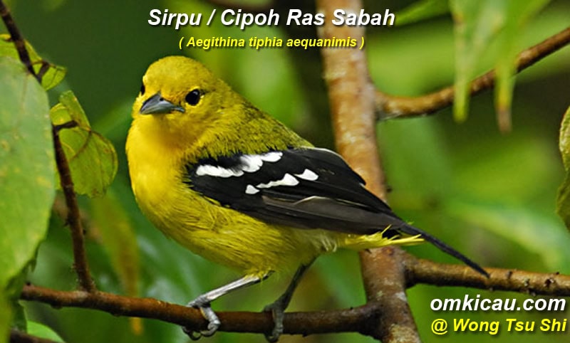 Burung sirpu / cipoh ras sabah (Aegithina tiphia aequanomis)