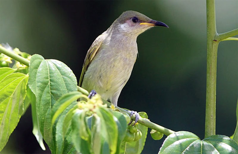 Burung isap-madu zaitun