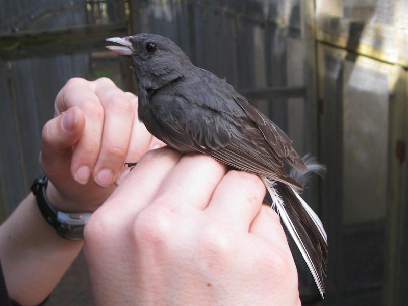 Dark-eyed Junco (Junco hyemalis) yang digunakan dalam penelitian