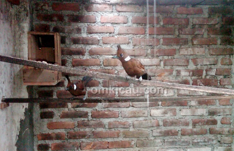 Penangkaran burung cililin