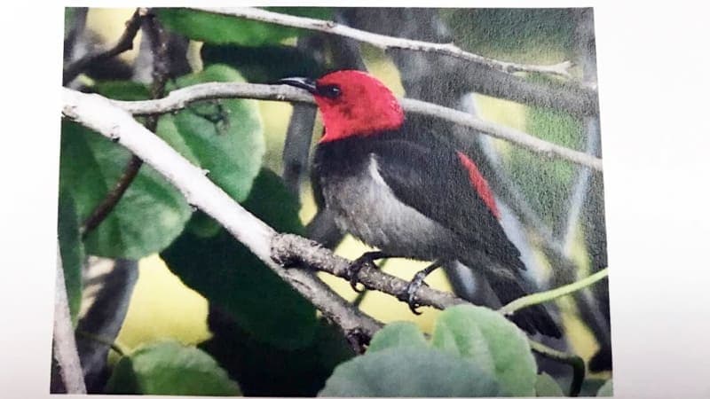 burung iriana burung iriana