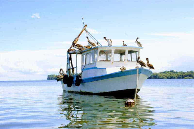 Rio Dulce view of birds on boat