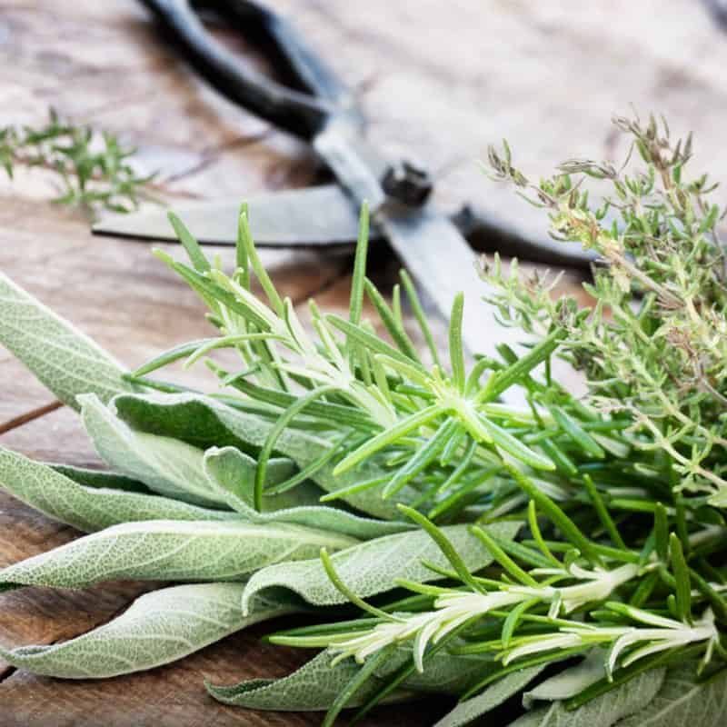 How To Grow Your Own Herb Garden - freshly cut herbs from the garden