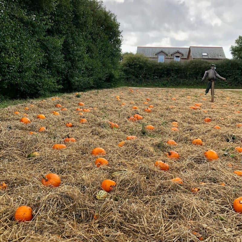 Where to go pumpkin picking in Cornwall and Devon