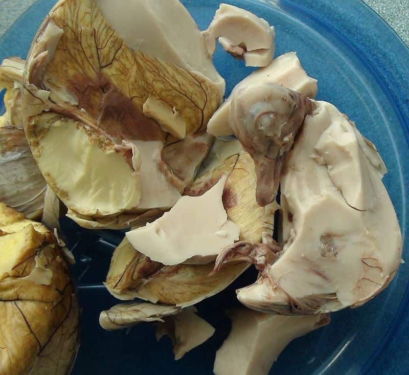 duck embryos