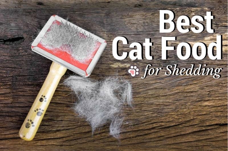 Best Cat Food for Shedding: What To Look For & Options To Consider