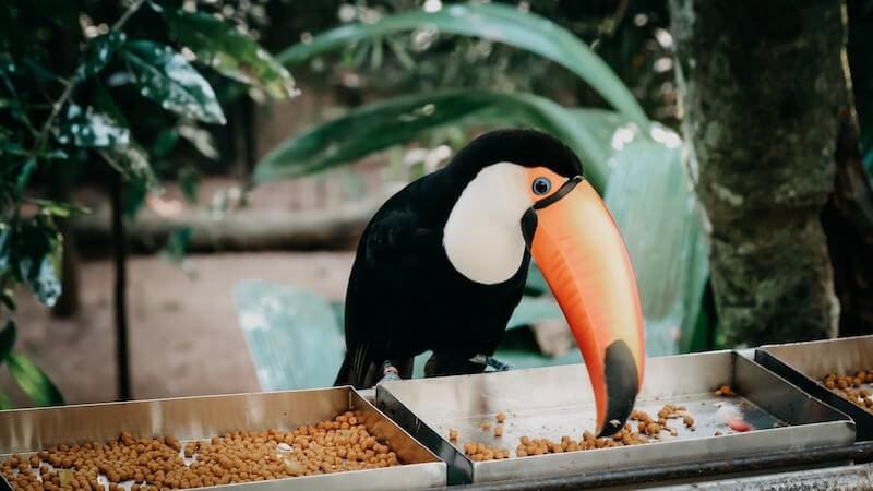 Tucan Parque das Aves