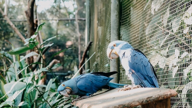 Papageien Parque das Aves