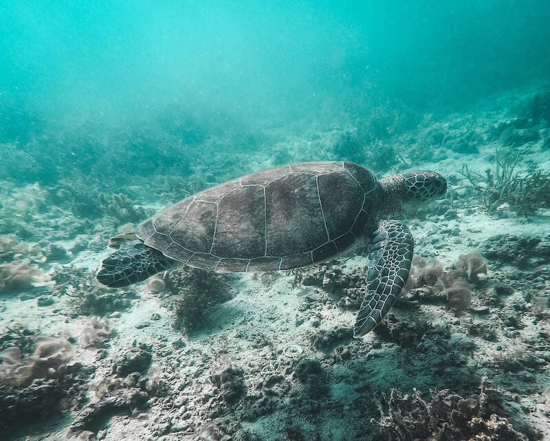 Turtle Philippines