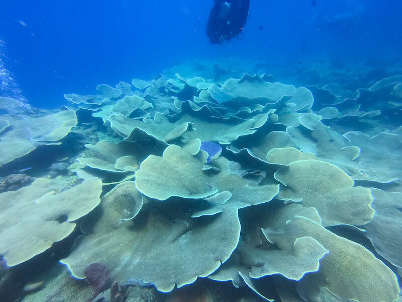 Tauchen Coron