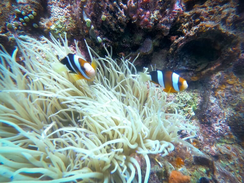 Tauchen Coron