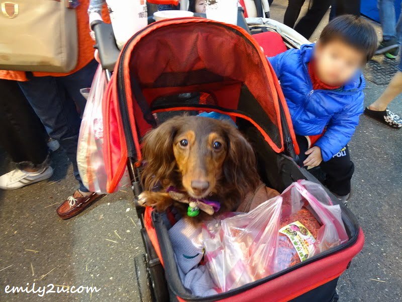 11. dog is kept busy guarding the purchases