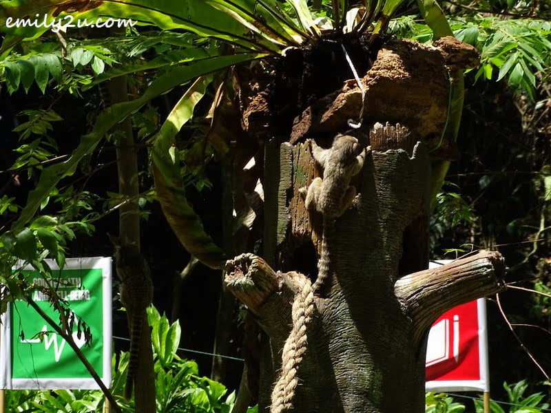 a marmoset explores the island