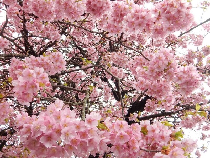 Izu Geo Trail Cherry Blossom