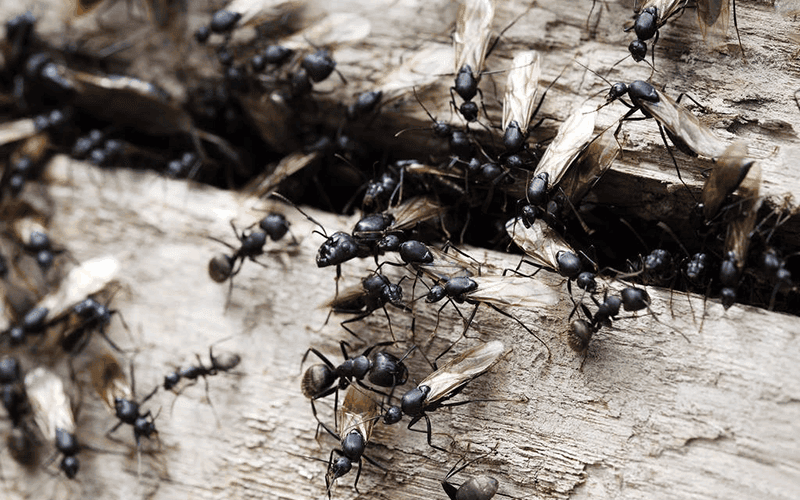 ants-invade-buffalo-homes