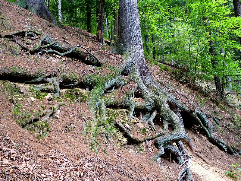 Tharandter Wald beliebtes Ausflugziel Tharandter Wald beliebtes Ausflugziel