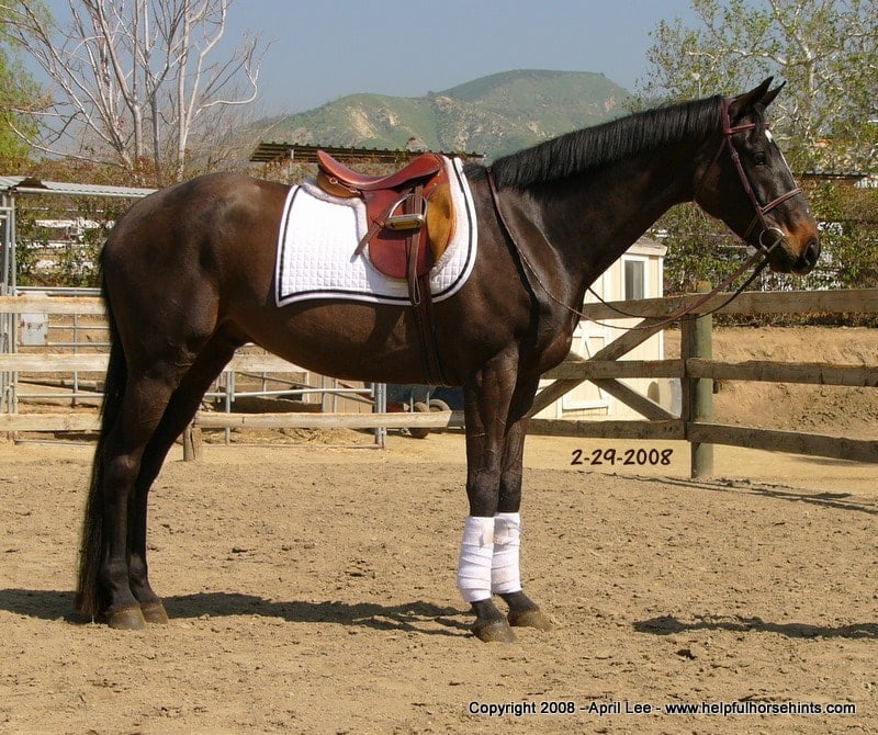 Thoroughbred Makeover After 71 days