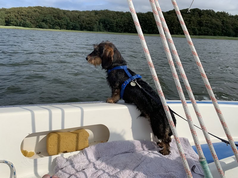Hund in Grubnow auf dem Wasser