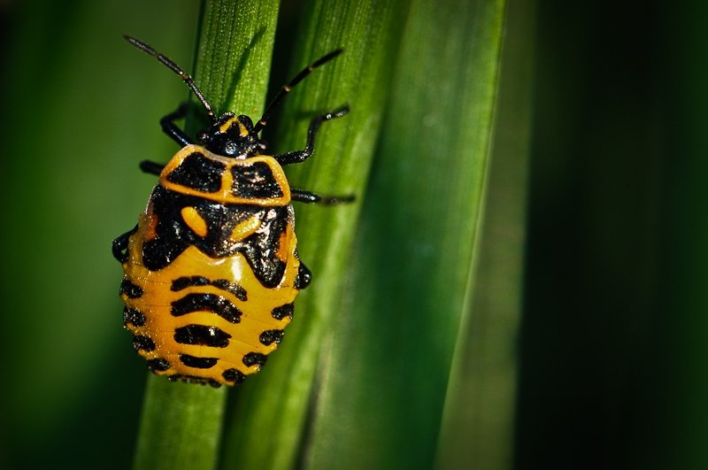 Eurydema ornatum