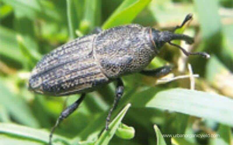 Burrowing Billbugs Burrowing Billbugs