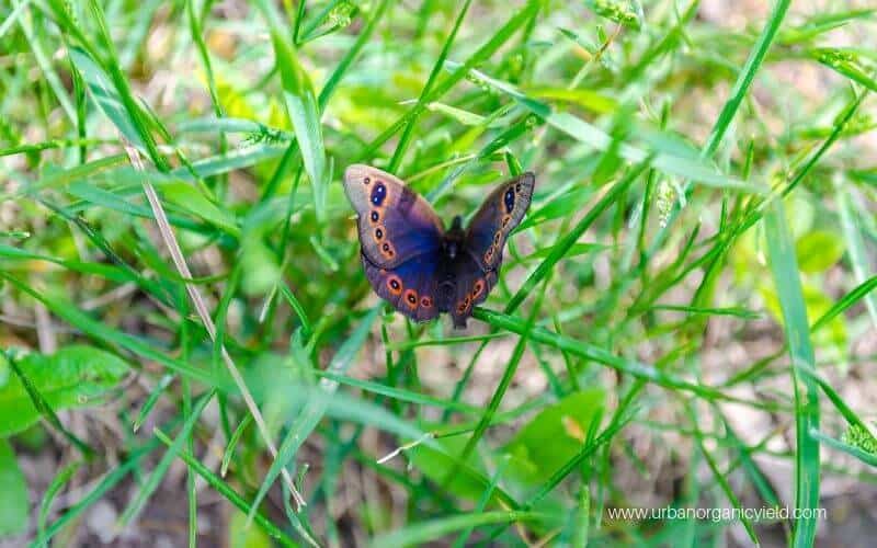 Lawn Moths Lawn Moths