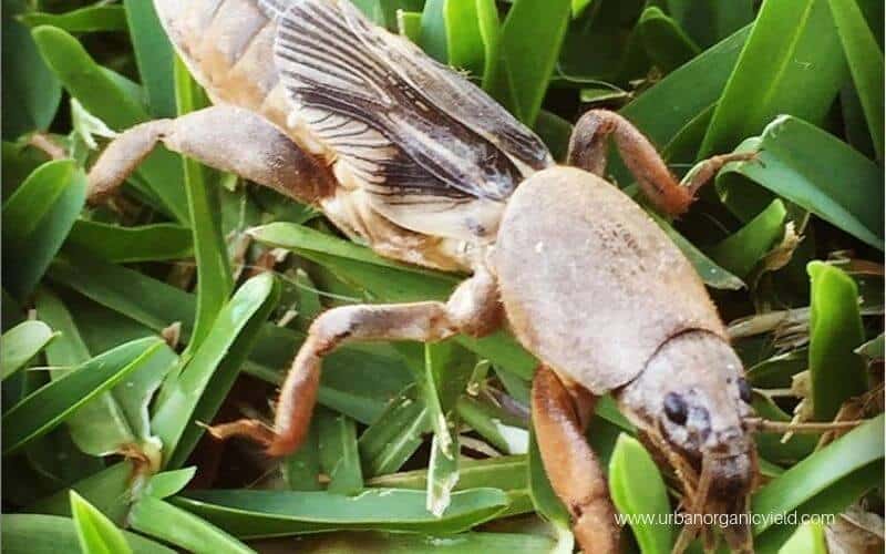 Mole Crickets Mole Crickets