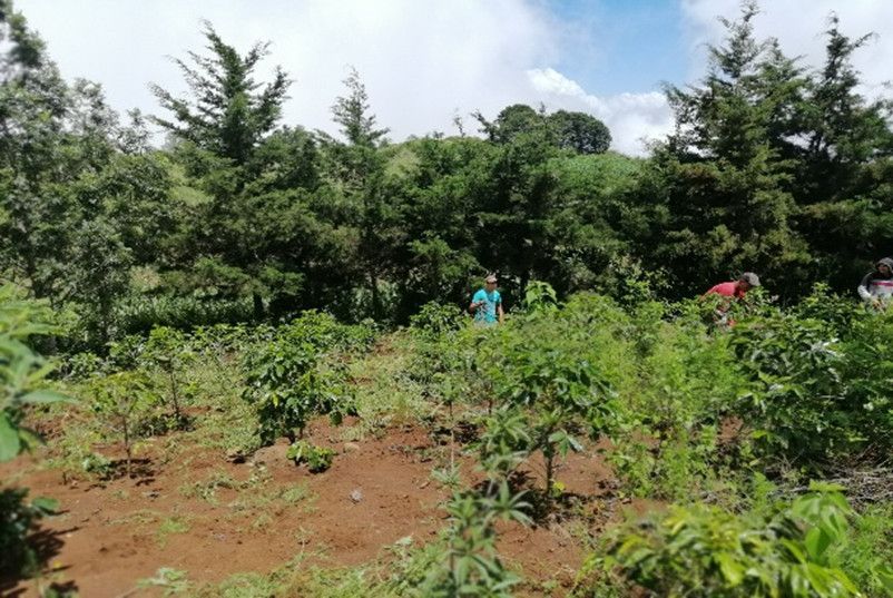 Cultivo Café Montaña de Guastatoya