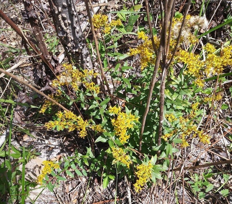 chapmans goldenrod