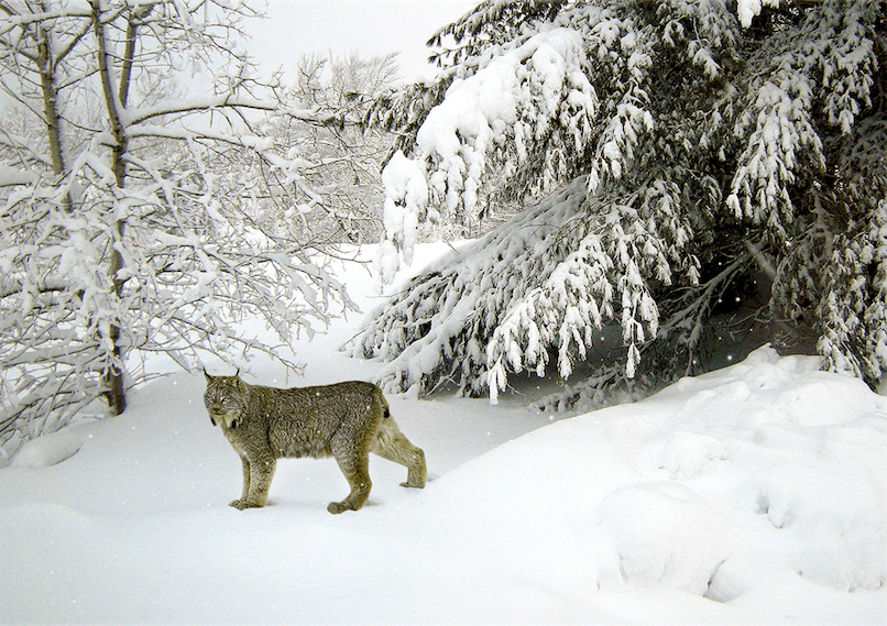 Lynx (c) Darren Burkey