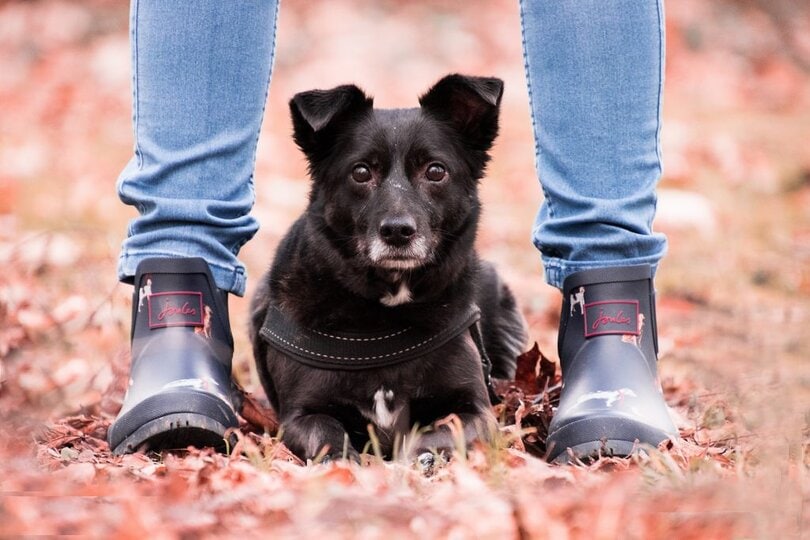 Berufliche Umorientierung mit Hund
