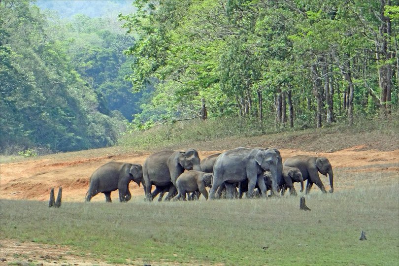 Periyar National Park elephants India
