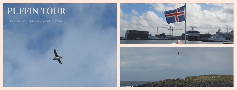 Puffin Beobachtungstour in Reykjavik – Papageientaucher in Ìsland Puffin Beobachtungstour in Reykjavik – Papageientaucher in Ìsland