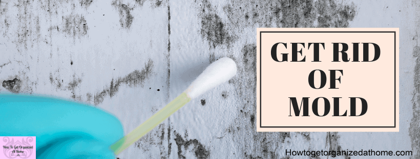 Are you fed up with mold on your windows? Does it keep coming back? Learn what products you should use and what products you should not bother with.