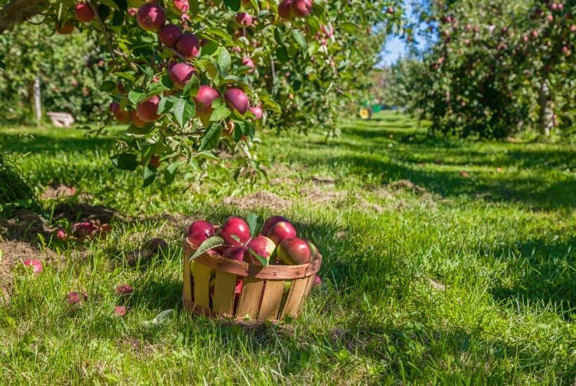 The Best Farms To Pick Your Own Apples In NJ The Farm Girl Gabs®