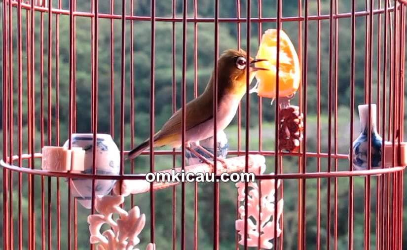 jamu burung pleci jamu burung pleci
