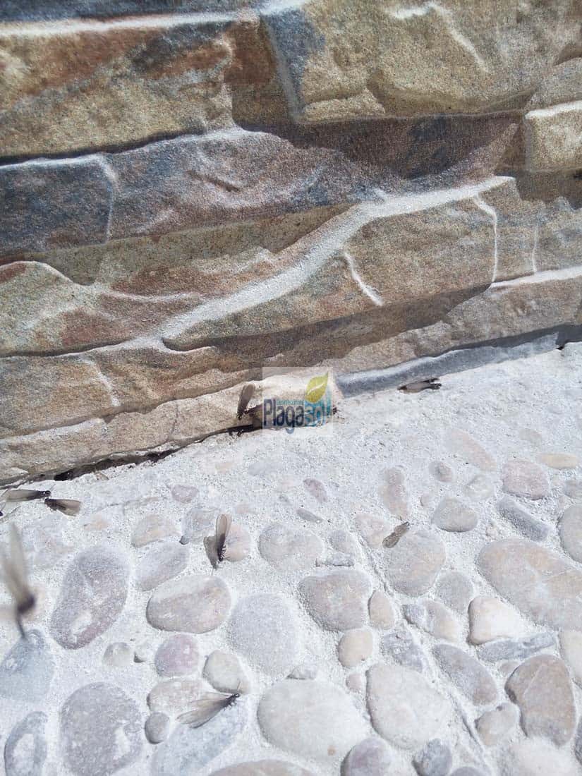 plaga termitas aladas cuevas ondas Málaga